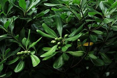 《怪猎：崛起》即将开启新联动 网易UU加速器告别丢包轻松狩猎新怪物